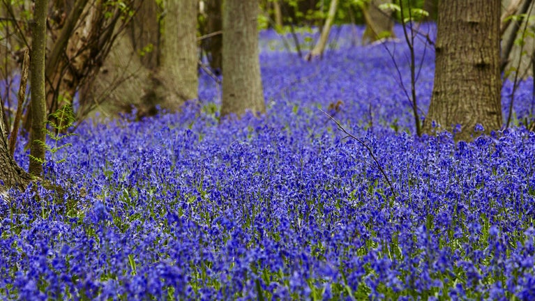 Bluebells at Blakes Wood, Essex, in spring